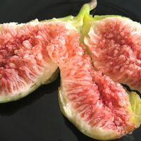 イチジク,イチジク バナーネ,バナーネ,無農薬栽培,実りに感謝の画像