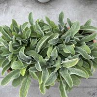 ラムズイヤー,切り戻し,緑のある暮らし,ハーブのある暮らし,植物大好きの画像