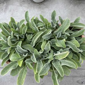 ラムズイヤー,切り戻し,緑のある暮らし,ハーブのある暮らし,植物大好きの画像