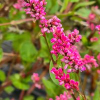 アイ,コスモス,藍の花,感謝,花のある暮らしの画像