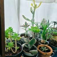カランコエ,サボテン,セダム,多肉植物,エケベリア属の画像