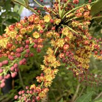 ヒイラギナンテン,大文字草,食用菊,球根ベゴニア,新津フラワーランドの画像