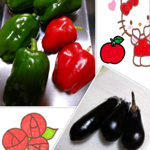 ピーマン,茄子,茄子の栽培,ピーマンの栽培,茄子の収穫の画像