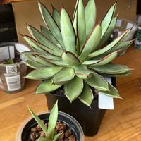 アガベ,アガベ,多肉植物,観葉植物,ハイドロカルチャーの画像