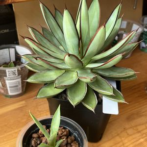 アガベ,アガベ,多肉植物,観葉植物,ハイドロカルチャーの画像
