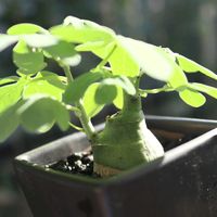 アデニア・グラウカ,多肉植物,塊根植物,コーデックス,アデニア属の画像