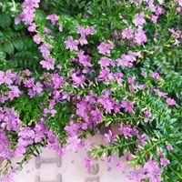 クフェア,鑑賞用トウガラシ,いいね❤ありがとう,花のある暮らし❤,小さな庭の画像