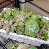 虹の玉,ブロンズ姫,多肉寄せ植えの画像