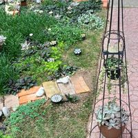 朧月,虹の玉,多肉植物,多肉寄せ植え,いつもありがとう♡の画像