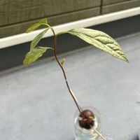 アボカド,アボカドの画像