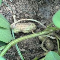 落花生,アンデスレッド・ジャガイモ,サツマイモ,板橋区赤塚植物園の画像