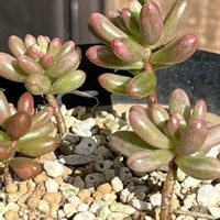 オーロラ,花のある暮らし,埼玉県,埼玉タニラー,幸せを感じるの画像