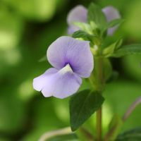 マトウレア・アズレア,温室,咲くやこの花館,青い花マニア,大阪市の画像