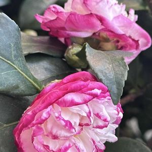 コスモス,ヒマワリ,ミニバラ,グリーンアイス,秋明菊の画像