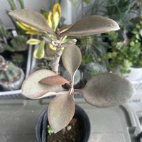 仙人の舞,多肉植物の画像