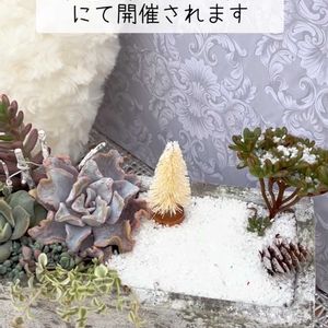 多肉大好き,可愛い多肉ちゃん❤︎,多肉中毒,多肉女子,多肉植物販売店の画像