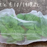 白菜,種まき,オレンジクイン,無農薬 無化学肥料栽培,種から育ててみませんかの画像