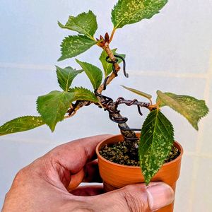 さくら サクラ 桜,盆栽,ミニ盆栽,盆栽苗木,まめ盆栽の画像