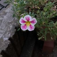 カリブラコアの画像