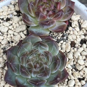 多肉植物,エケベリア属,成長,記録,ツルピカの画像