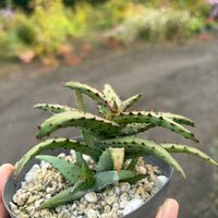 アロエ,アロエ カスティロニアエ,多肉植物の画像