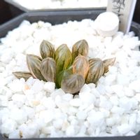 ハオルチア,ハオルチア オブツーサ,オブツーサ錦,多肉植物,ハオルチア属の画像
