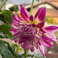ダリア,胡蝶蘭,ダリア ウェディングマーチ,ダリア ウェディングマーチ,陶器鉢の画像