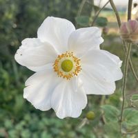 シュウメイギク,ダリア,カキ,ハヤトウリ,里芋の画像