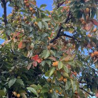 マルメロ,リンゴ,カキの画像