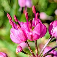 ネモフィラ,マトリカリア,小菊,小菊,エシャレットの画像