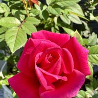 バラ,バラ,薔薇,薔薇の画像