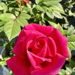 バラ,バラ,薔薇,薔薇,香りのバラ・ロスアロマの画像