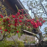 ウメモドキ,コスモス,お出かけ先の画像