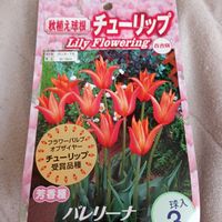 チューリップ,球根の画像