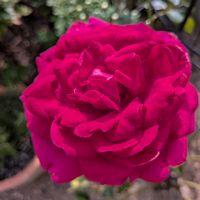 薔薇,バラ レジスマルコン,バラ色の人生,バラのある暮らし,ばら バラ 薔薇の画像