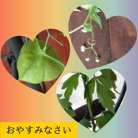 フウセンカズラ,フウセンカズラ,スマホ撮影,今日も笑顔で♡,いつもありがとう❤️の画像