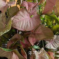 シンゴニウム,観葉植物の画像
