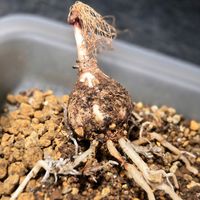 トックリヤシ,ヤエヤマヤシ,ゲチリス　ナマクエンシス,実生,球根植物の画像