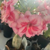 アロエ,ソテツ,アデニウムの画像