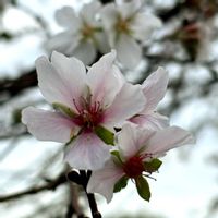 サクラ,サクラ,桜の花,さくら サクラ 桜の画像