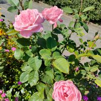 シャクヤク,ガーデニング,花のある暮らし,仕事先,ばら バラ 薔薇の画像