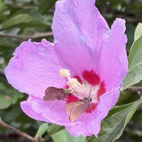 サザンカ,ムクゲ,山茶花,セセリ蝶,上弦の月の画像