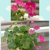 オキザリス・ボーウィー,球根植物,花のある暮らし,GS映え,GS日和の画像