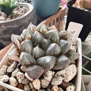 ハオルチア,ハオルチア 水晶,多肉植物,多肉ちゃん,成長記録の画像