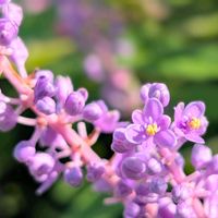 ヤブラン,斑入りヤブラン,お花,斑入りヤブランの花, 斑入りヤブランの画像