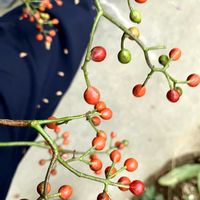 野ばらの実,センナリホオズキ,エノコログサ(猫じゃらし),アレチヌスビトハギの種,けーpic祭の画像