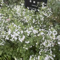 カラミンサ,カラミンサ,カラミンサ,恋結び,恋結びの画像
