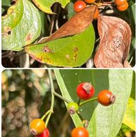 ノイバラ,サルトリイバラ,山野草,山歩きの画像