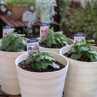 花のある暮らし,セネッティ,HTC,WEEKEND FLOWER,小さいものクラブの画像