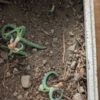 アロエ,室内管理の画像